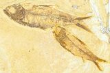 Plate With Three Fossil Fish (Knightia) - Wyoming #367516-1